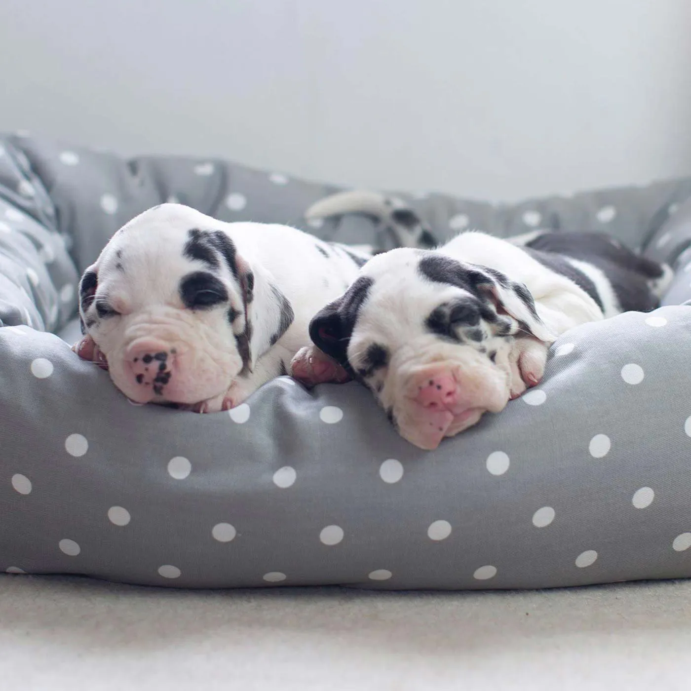 Box Bed in Grey Spot by Lords & Labradors