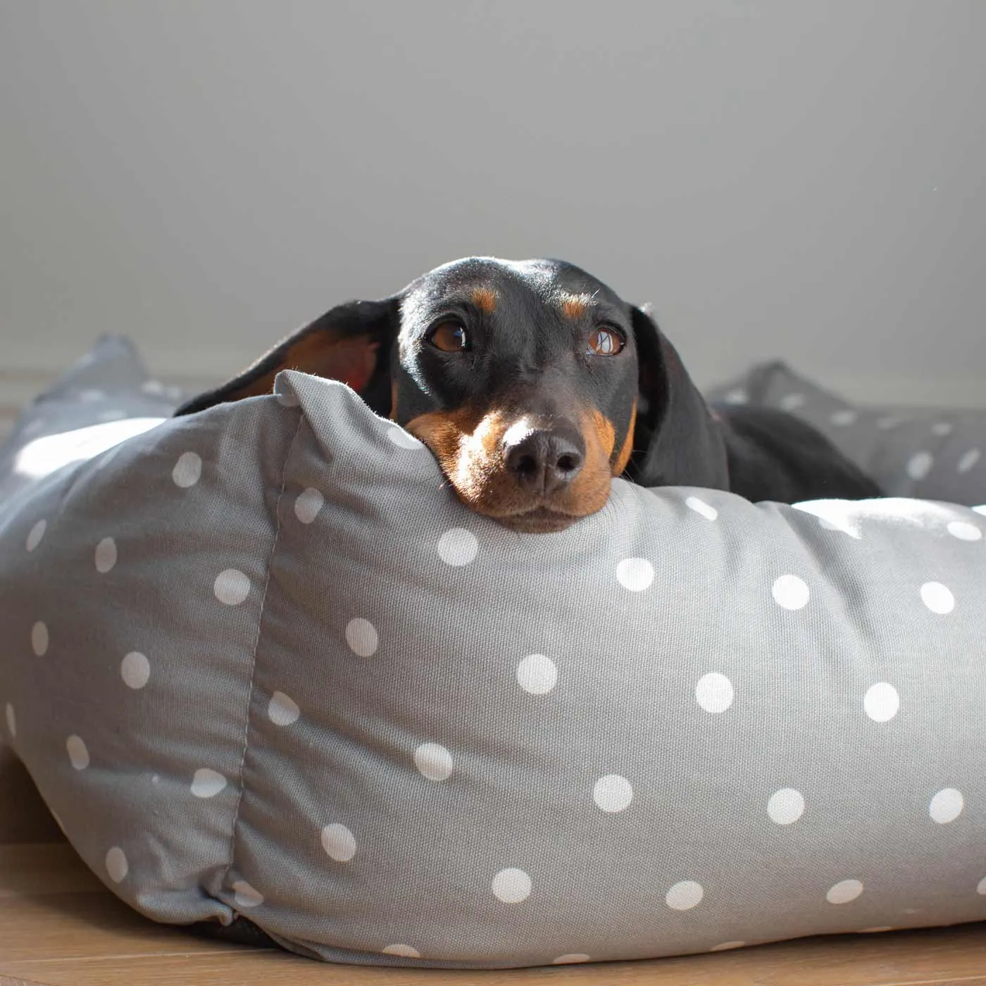 Box Bed in Grey Spot by Lords & Labradors