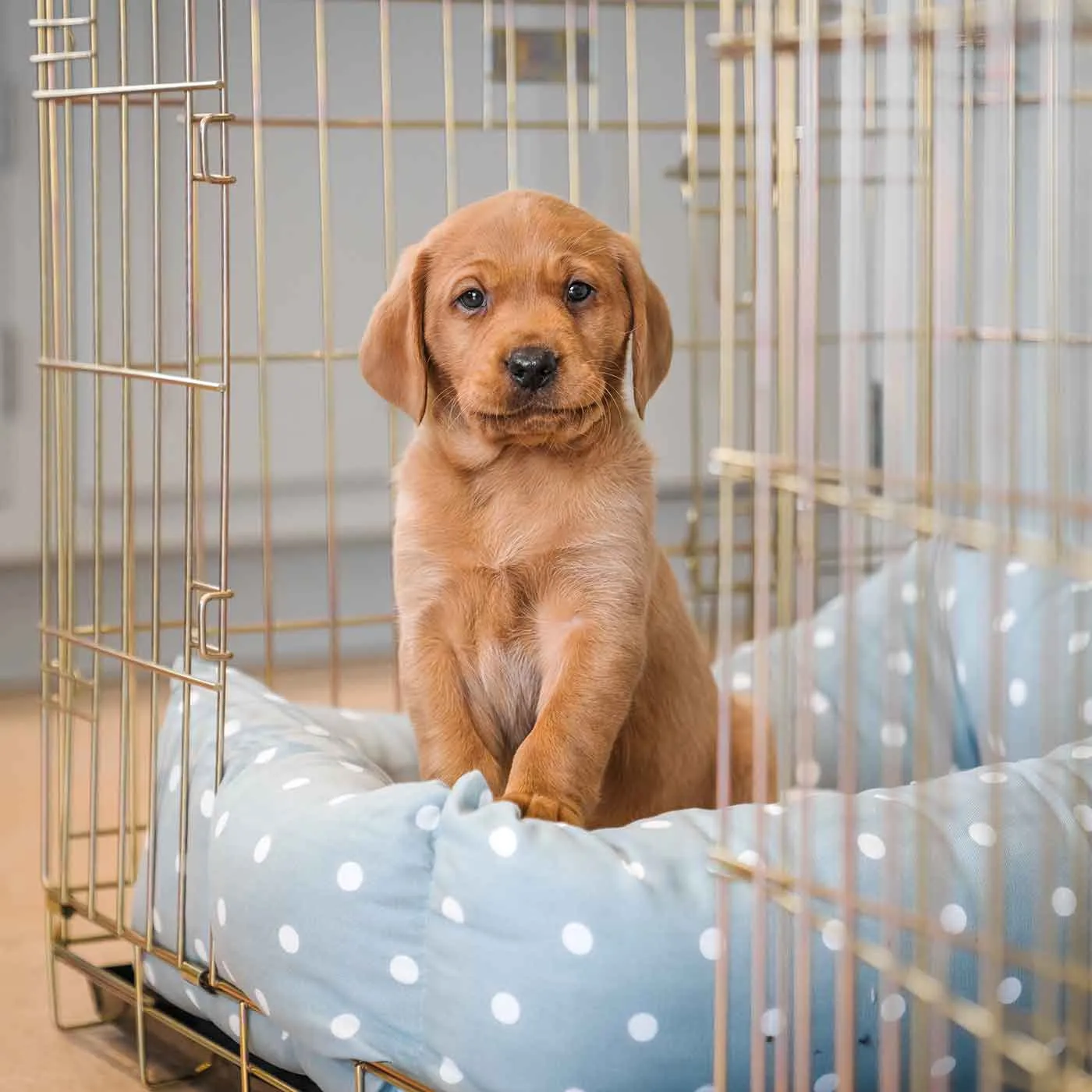 Cosy & Calming Puppy Crate Bed in Duck Egg Spot by Lords & Labradors