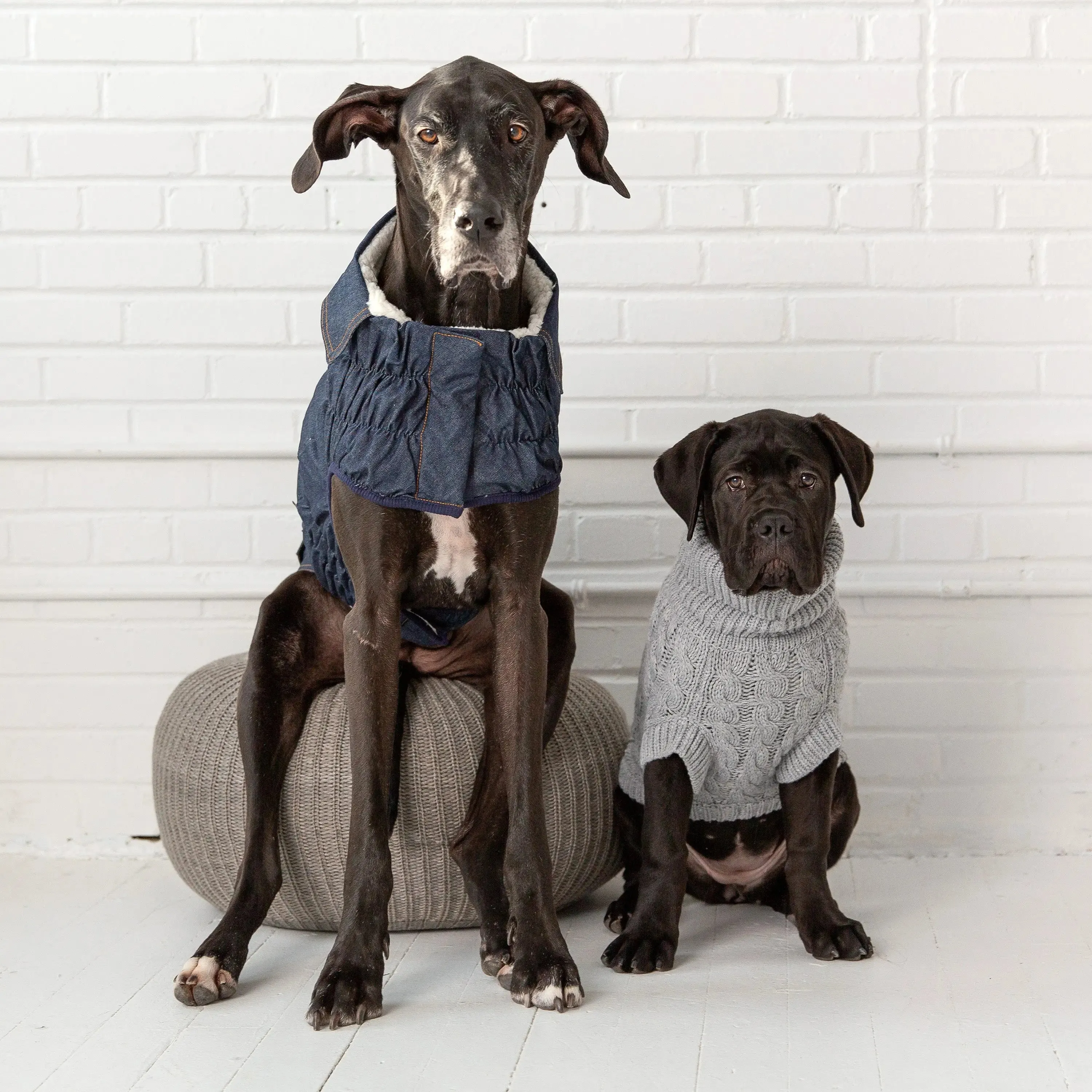 Denim Dog Jacket